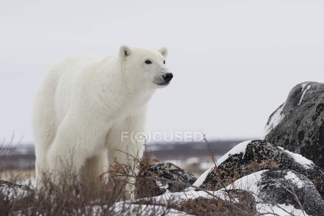 Белый медведь стоит в снегу — стоковое фото