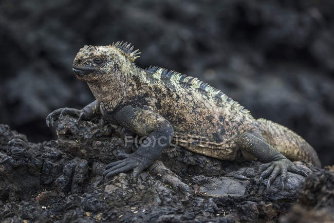 Iguana marina sdraiata sulla roccia — Foto stock