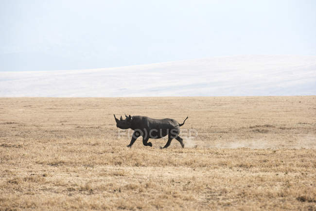 Black Rhinoceros running — Stock Photo