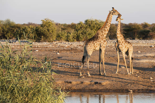 Famille de la girafe namibienne — Photo de stock