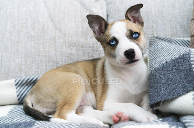 Dog with blue eyes — Stock Photo