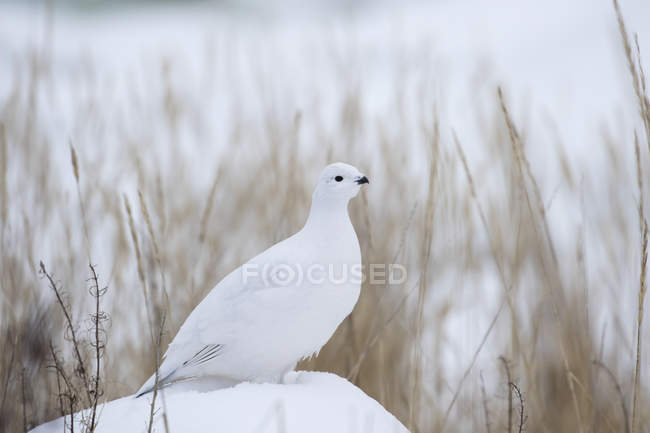Ptarmigan seduto sulla neve — Foto stock