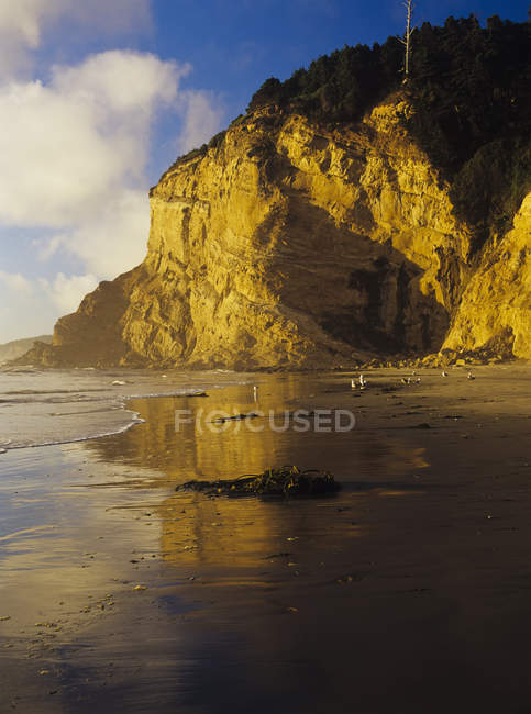 Скелі вздовж узбережжя штату Орегон — стокове фото