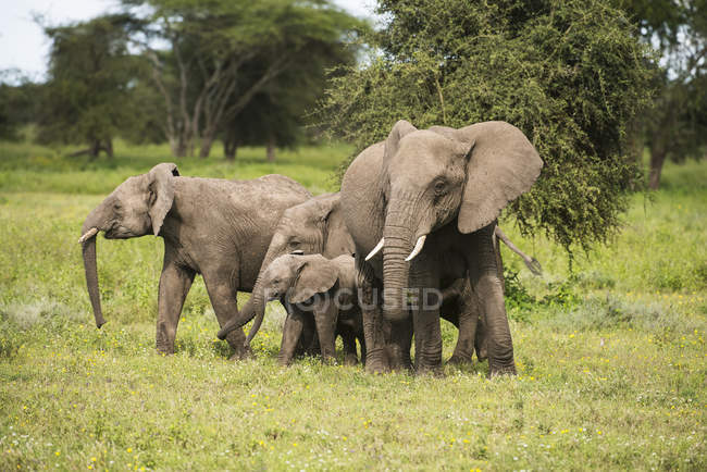 Grupo familiar de elefantes - foto de stock
