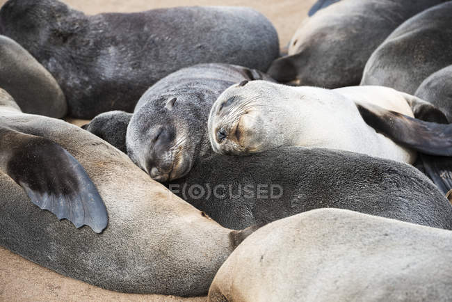 Grupo de pequenos lobos-marinhos — Fotografia de Stock