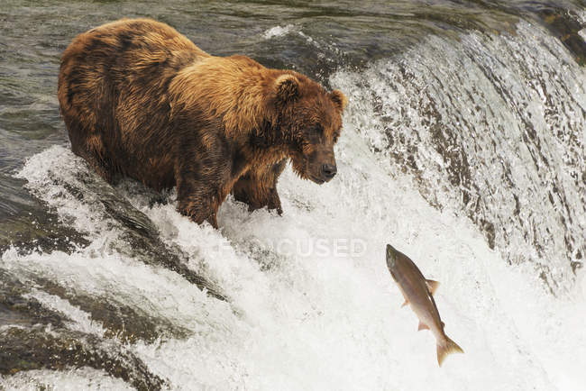 Бурый медведь со шрамом — стоковое фото
