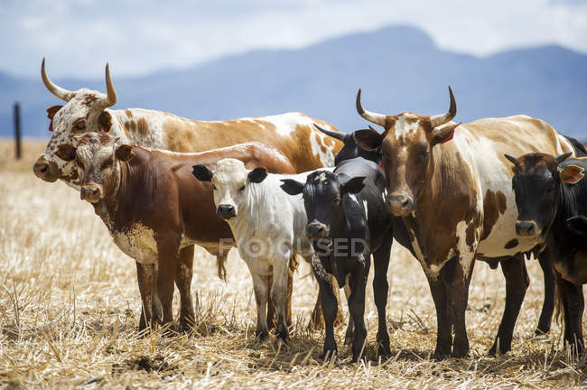 Nguni cattle grazing at Cape Town — Stock Photo