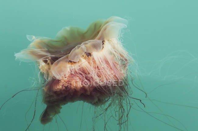 Méduse à gros plan flottant en eau claire — Photo de stock