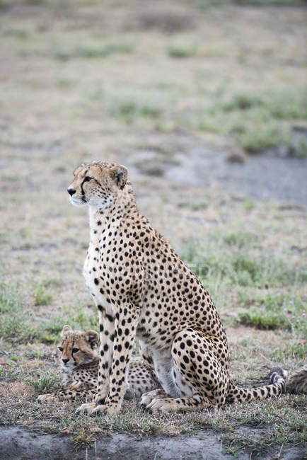 Cheetah feminino com filhote — Fotografia de Stock