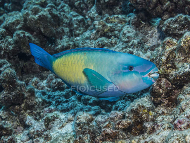 Exotic Parrotfish swimming in ocean near coral — Stock Photo