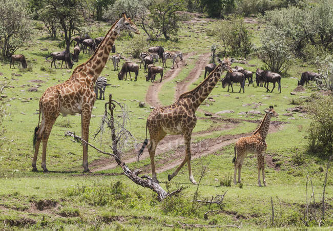 Masai Giraffes andando — Fotografia de Stock