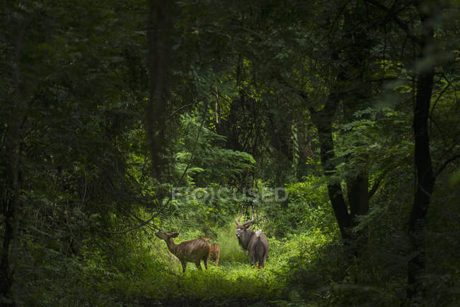 Deux orignaux taureaux — Photo de stock