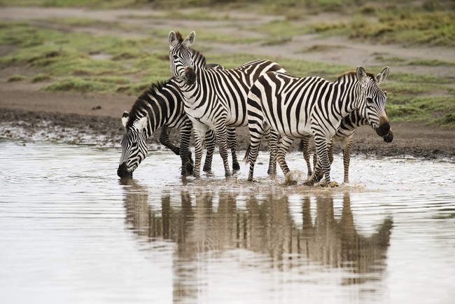 Zebras überqueren Bach — Stockfoto