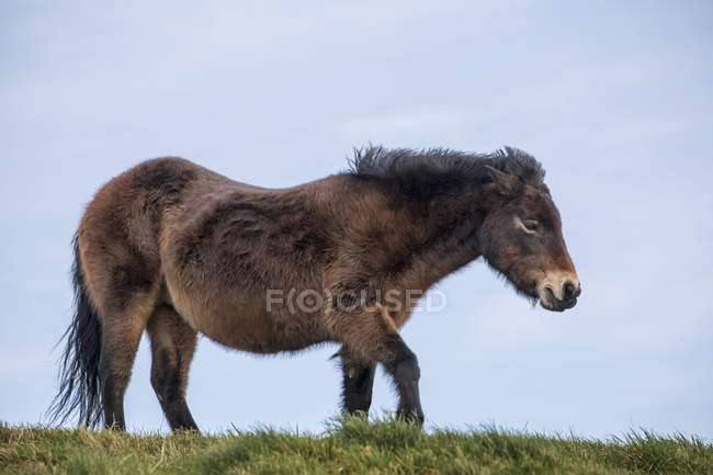 Cavallo bruno a piedi — Foto stock