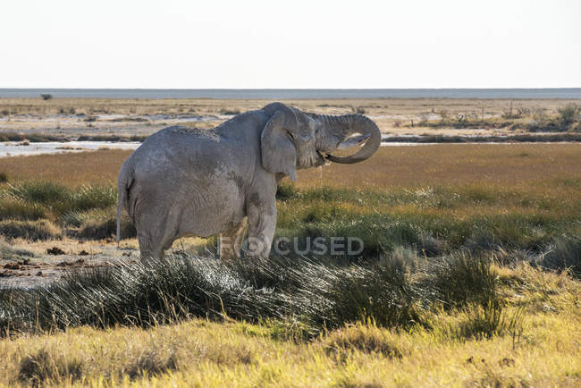 Viejo elefante de Namibia - foto de stock