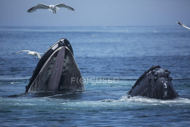 Горбатый кит в воде — стоковое фото