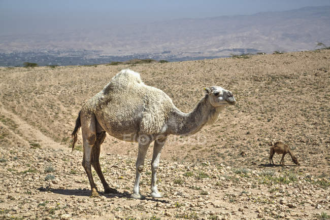 Camels  standing on ground — Stock Photo