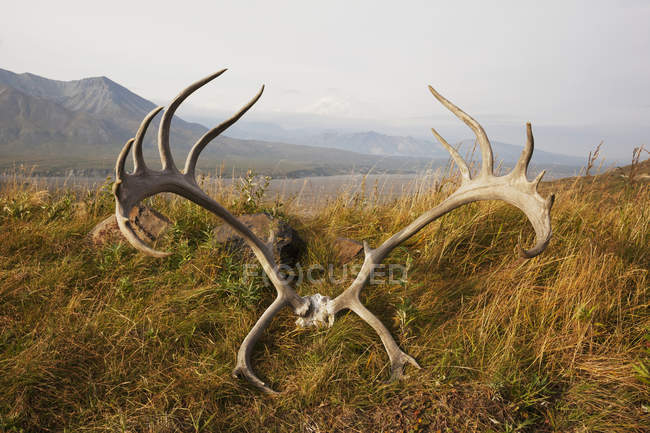 Crâne et bois de caribou — Photo de stock