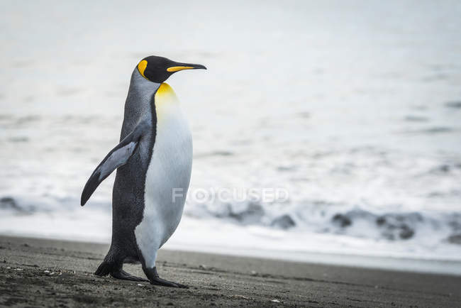 Rei pinguim andando na praia — Fotografia de Stock