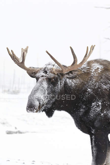 Bull moose with antlers — Stock Photo