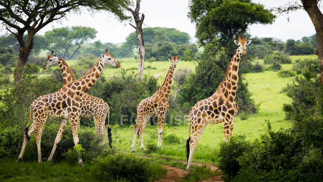 Giraffes standing on field — Stock Photo
