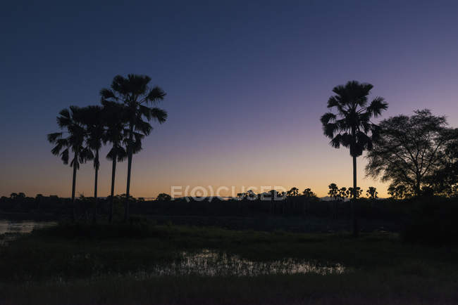 Silhouette di palme — Foto stock