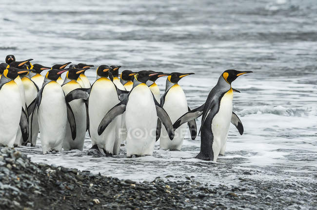 Rei Pinguins andando na costa — Fotografia de Stock