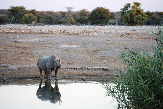 Rhinocéros regarde la caméra — Photo de stock