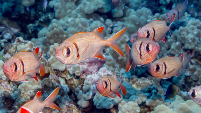 Exotic Epaulette Soldierfishes swimming in ocean near coral — Stock Photo