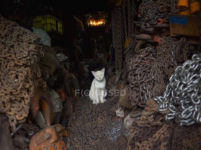 Weiße Katze im Geschäft — Stockfoto