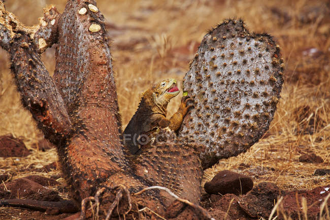 Land iguana eating cactus in wild life, galapagos — Stock Photo