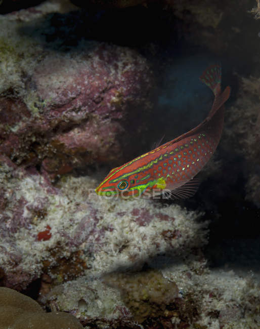 Schöne verzierte Lippfische schwimmen unter Wasser in der Nähe von Korallen, Tierwelt — Stockfoto