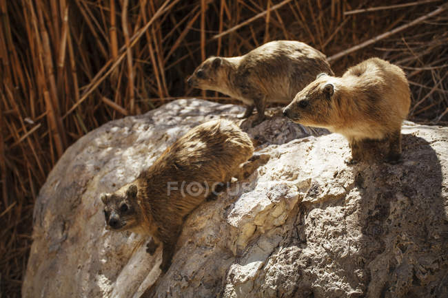 Hyrax vive en las rocas - foto de stock