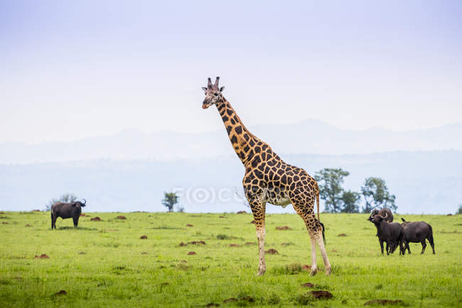 Girafa e búfalo de água — Fotografia de Stock