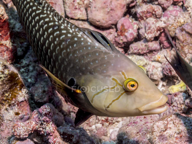 Beautiful Rockmover Wrasse swimming underwater, wildlife — Stock Photo