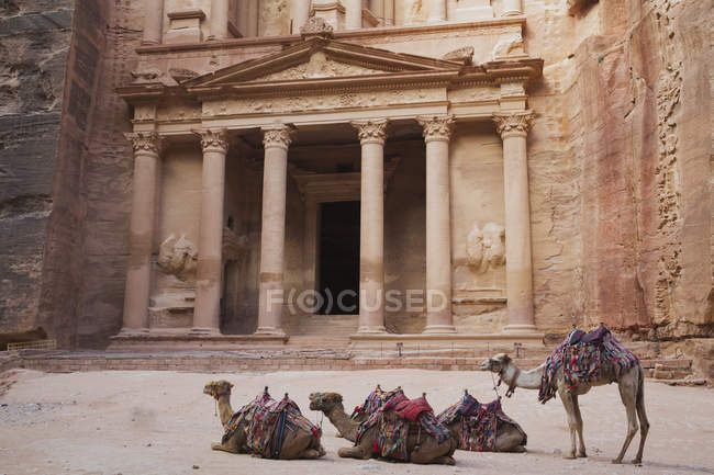 Cammelli seduti all'aperto — Foto stock