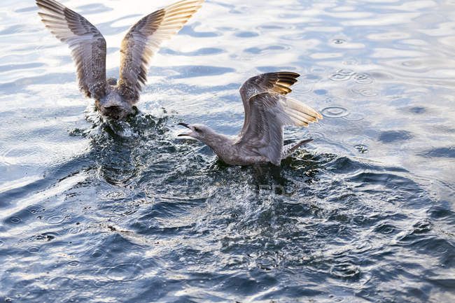 Par de gaivotas ocidentais — Fotografia de Stock