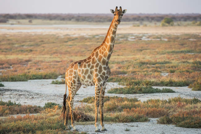 Намібійським жирафа домінує над — стокове фото