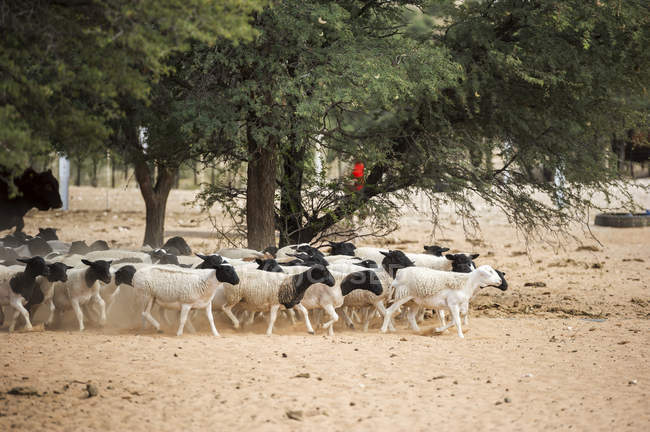 Sheep on walking on farm — Stock Photo