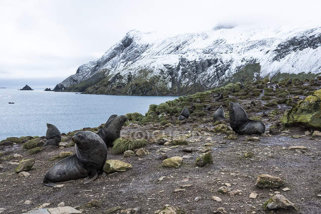 Phoques à fourrure de l'Antarctique — Photo de stock
