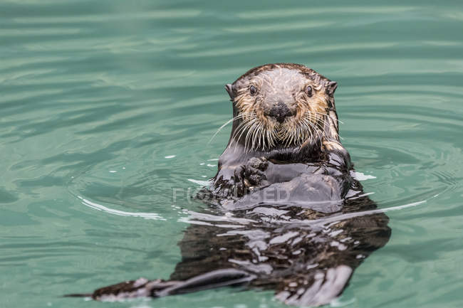 Primer plano de Sea Otter - foto de stock