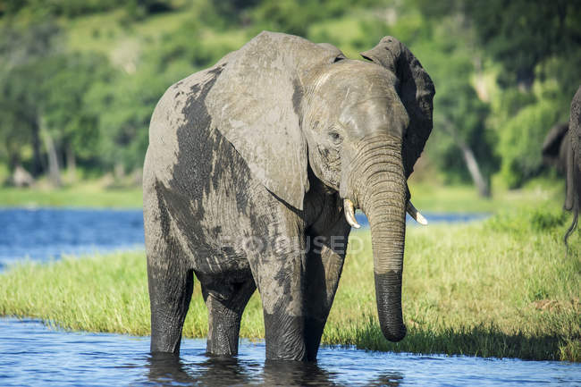 Elefante africano de pie en el agua - foto de stock