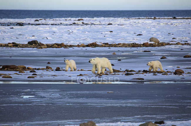 Famiglia dell'orso polare — Foto stock
