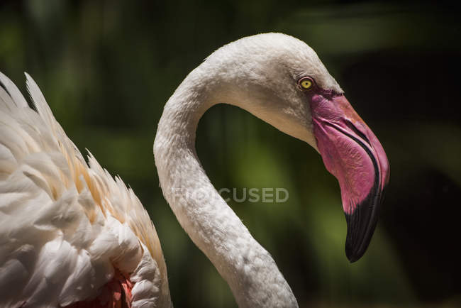 Fechar de flamingo chileno — Fotografia de Stock