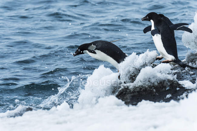 Adelie pingouins sautant dans l'eau. Antarctique — Photo de stock
