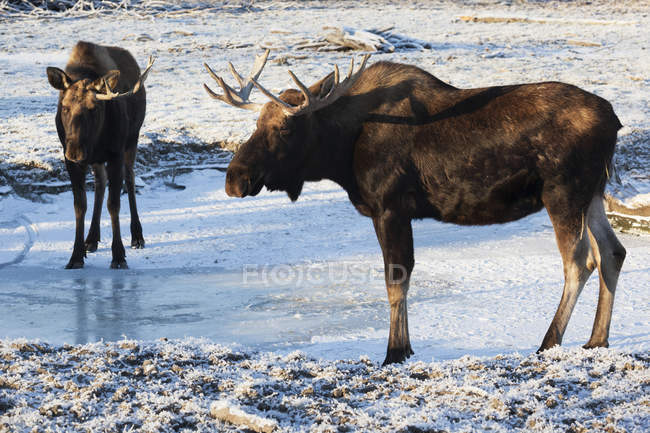 Two bull moose — Stock Photo