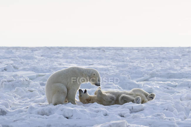 Polar bears sparring on coast — Stock Photo