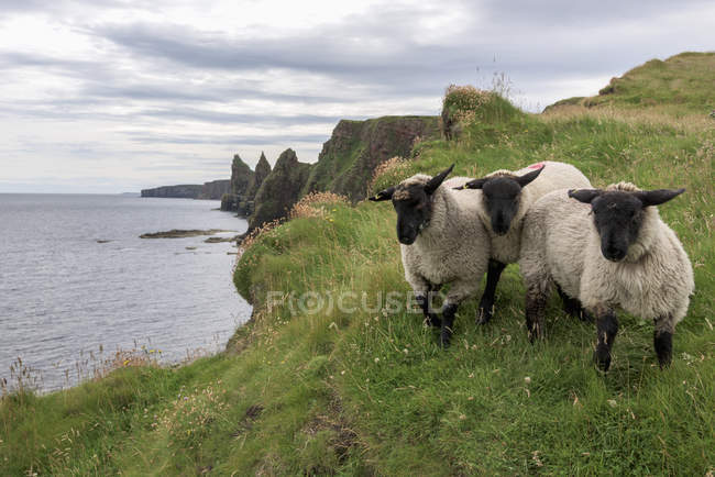 Ovelhas em pé na grama — Fotografia de Stock