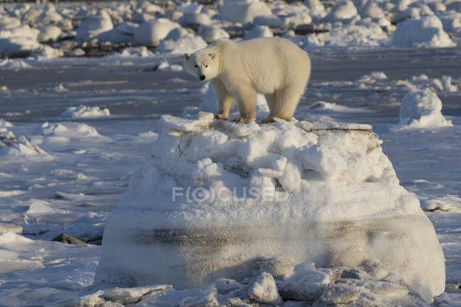 Polar bear standing — Stock Photo