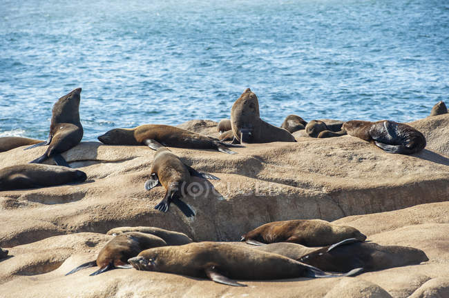 Баскинг, Морские львы — стоковое фото